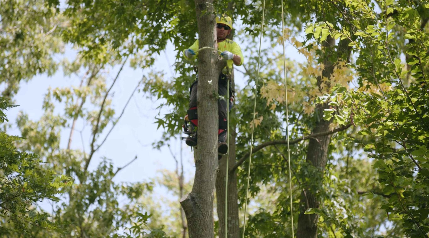 Tree trimming and pruning services by certified arborists in Syracuse, UT